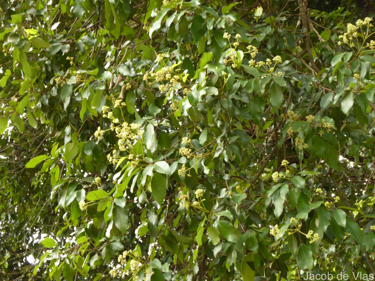 Walsura trifoliolata